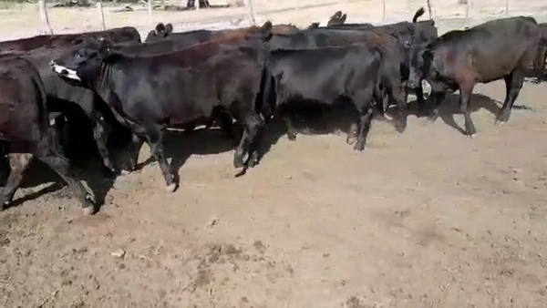 Lote 51 Terneros/as en Villaguay, Entre Ríos