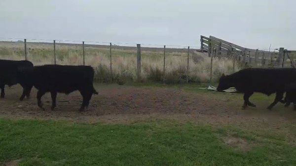 Lote 25 Terneros en Tres Arroyos