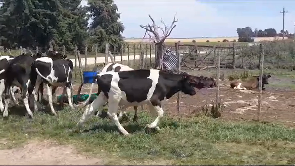 Lote (Vendido)12 Terneros Holando HOLANDO 165kg -  en SANTA ROSA