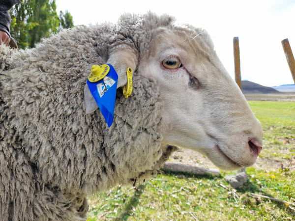 Lote Carnero TOP, 21-1384