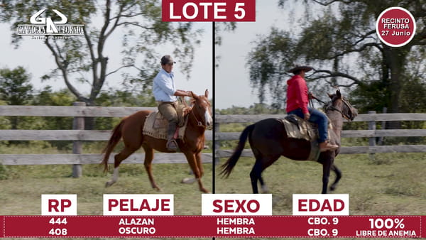 Lote Reproductores de Alborada - Lote 05