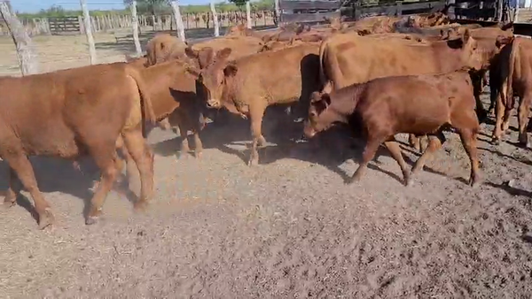 Lote 63 Terneros en Villaguay, Entre Ríos