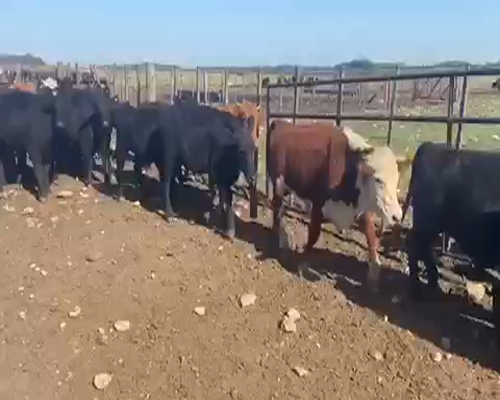 Lote 140 Terneros en Coronel Suarez, Buenos Aires