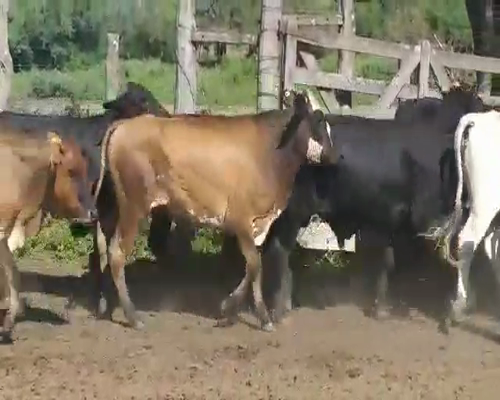 Lote 50 Novillos en Vilelas, Santiago del Estero