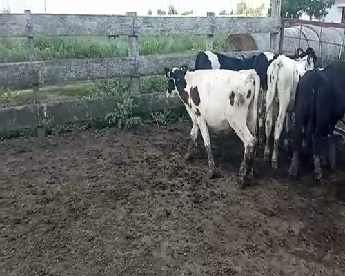 Lote (Vendido)12 Terneros HOLANDO 155kg -  en CARRETA QUEMADA