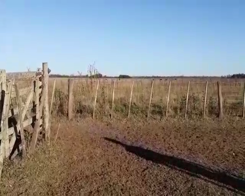 Lote 37 Vaquillonas en Tapalqué, Buenos Aires