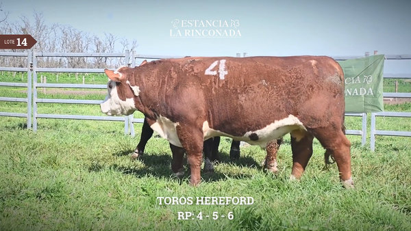 Lote TOROS HEREFORD