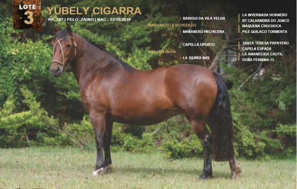 Lote YUBELY CIGARRA