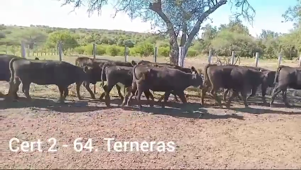 Lote TERNERAS