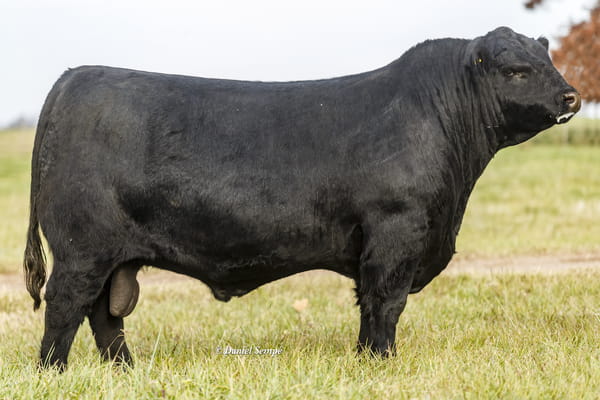 Lote Toro Puro de Pedigree Negro