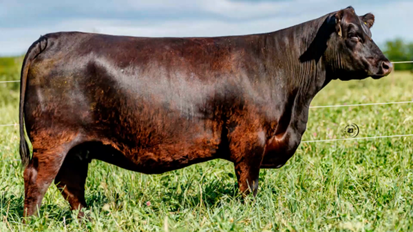 Lote 5 Embriones congelados garantía de 2 preñeces de BLACKBIRD 02532 x DON ROBERTO