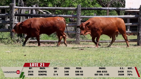Lote LOTE 21