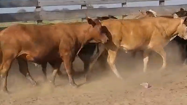 Lote 90 Novillitos en Estanislao Del Campo, Formosa