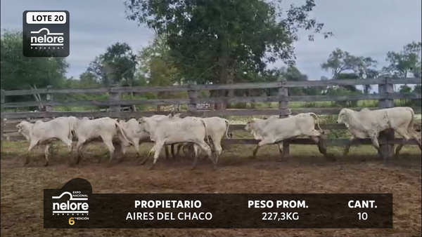 Lote LOTE 20