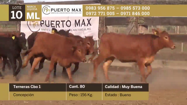 Lote Terneras hasta 170 kg