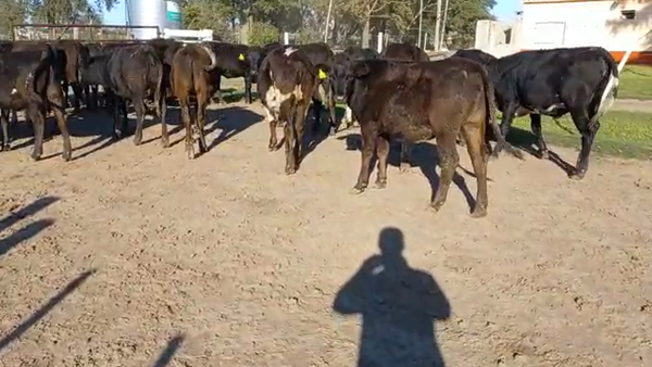 Lote Terneras  - Mapero S.A