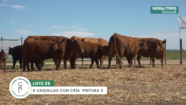 Lote "TRES MOLINOS" VAQUILLAS P.C CON CRIA
