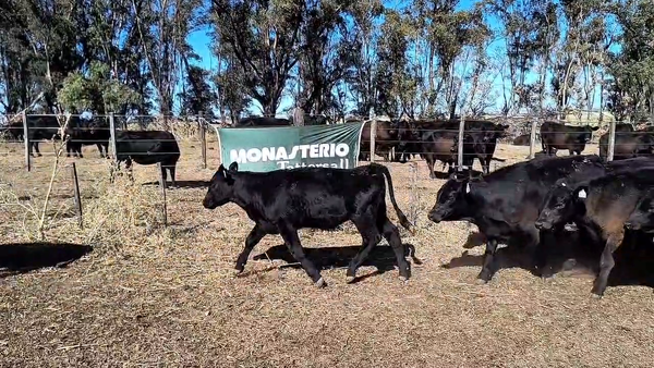 Lote 113 Terneros/as en Espartillar