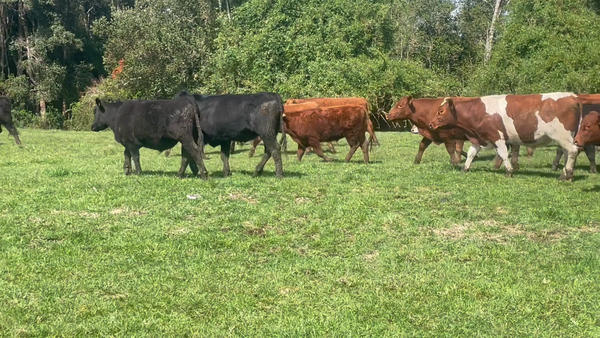 Lote 50 Novillo Engorda en Puerto Varas, X Región Los Lagos