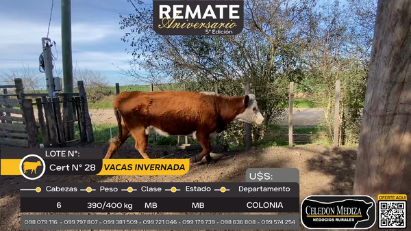 Lote 6 Vacas de Invernada en Tarariras, Colonia