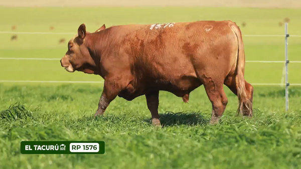 Lote Toros, Montevideo