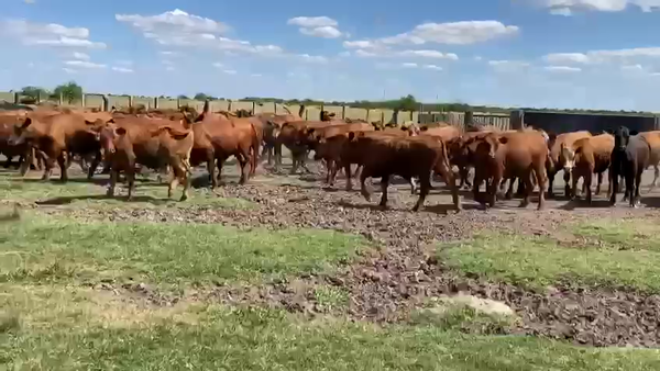 Lote 70 Novillitos