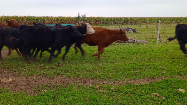 Lote 20 Terneros en Salazar