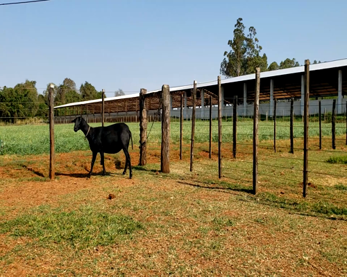 Lote Hembra P1 en Santa Rita