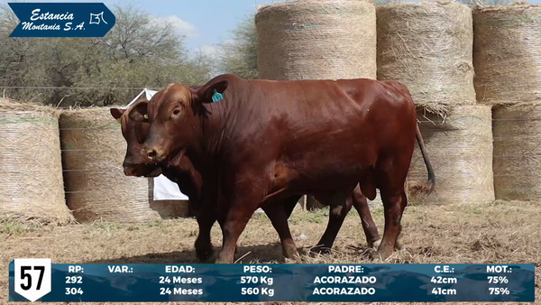 Lote LOTE 57