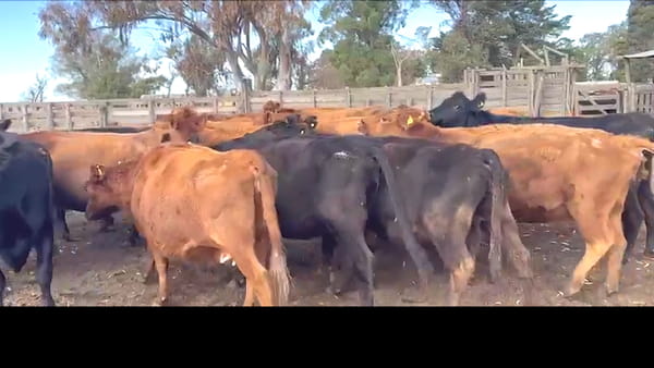 Lote 35 VACAS PREÑADAS