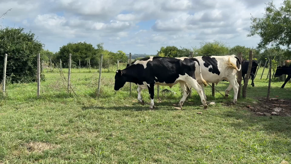 Lote NOVILLOS 1 a 2 AÑOS