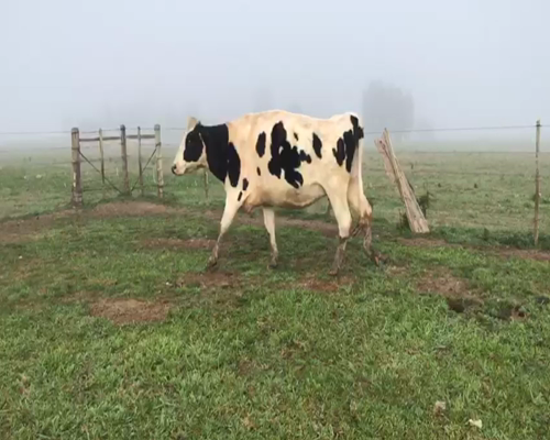 Lote (Vendido)Vacas de Invernada HOLANDO 578kg -  en SAN GRGORIO