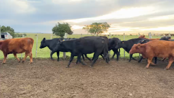 Lote VACAS Y VAQUILLONAS