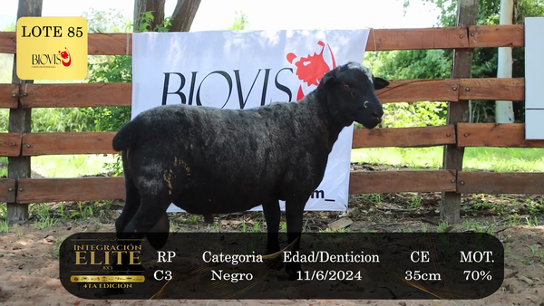 Lote LOTE 85
