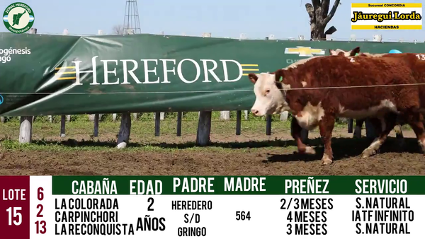 Lote VAQUILLONAS PURAS REGISTRADAS CON GARANTÍA DE PREÑEZ