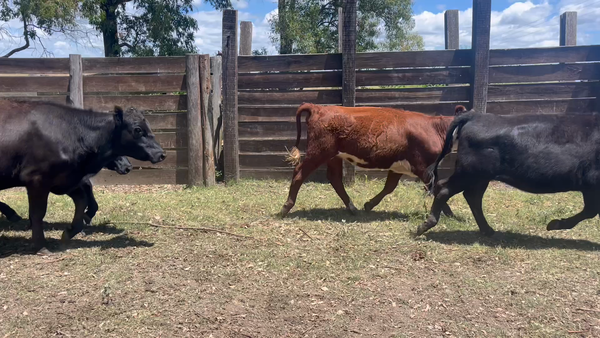 Lote VAQUILLONAS 1 a 2 AÑOS