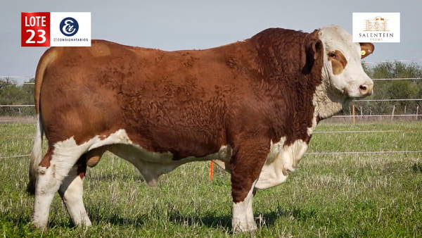 Lote LOTE 23 - TOROS BRAFORD NO. 41