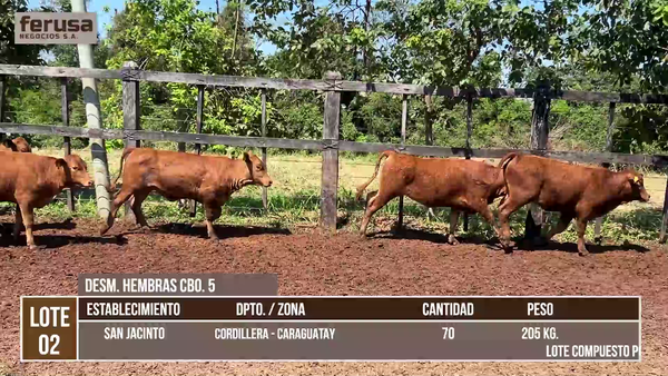 Lote LOTE 2