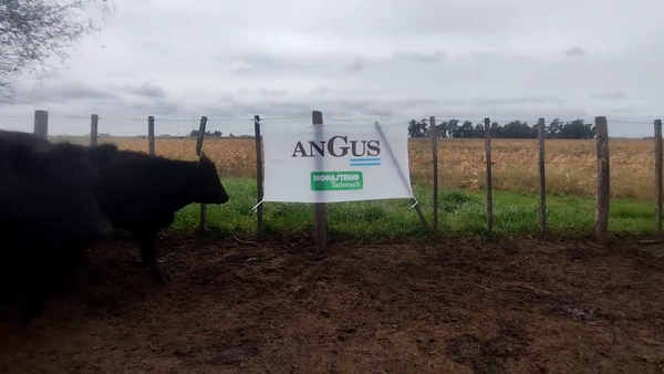 Lote 44 Terneros en Olavarría