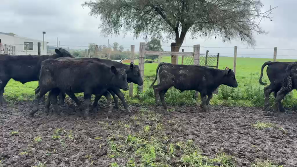 Lote TERNEROS