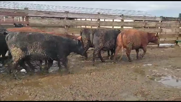 Lote 20 Vaquilla Gorda en Los Ángeles, VIII Región Biobío