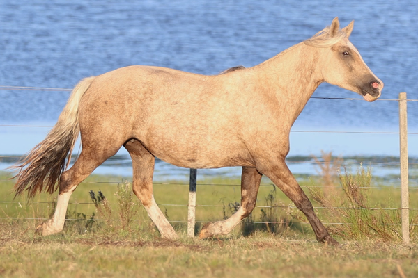 Lote CATANDUVA YOCASTA
