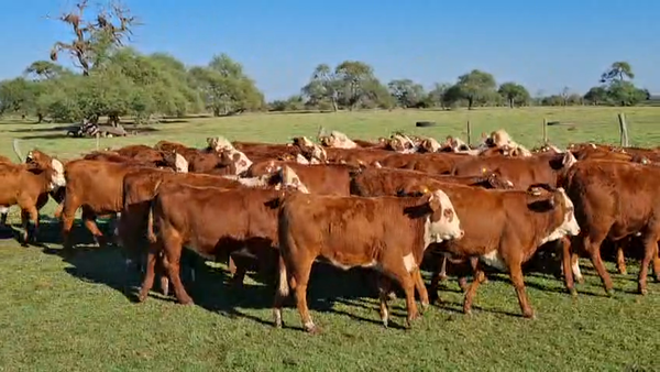 Lote 70 Terneras