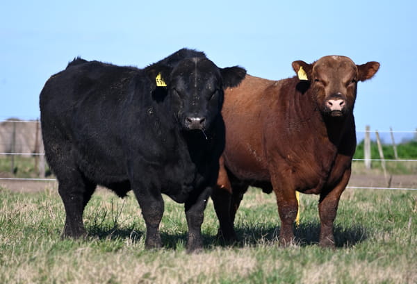 Lote TOROS PUROS DE PEDIGREE