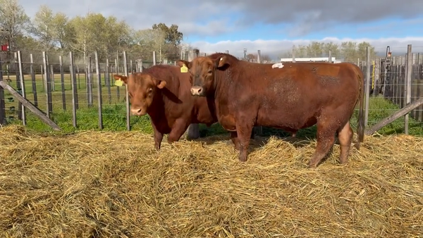 Lote 2 Toros PC