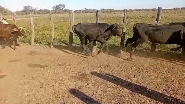 Lote 48 Novillitos
