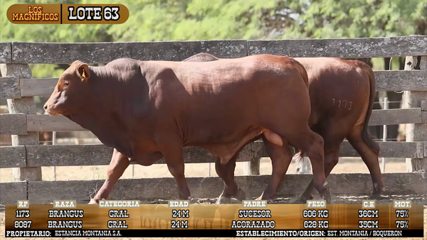 Lote LOTE 63 - VIVO