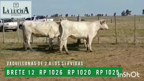 Lote VAQUILLONAS PI DE 2 AÑOS SERVIDAS