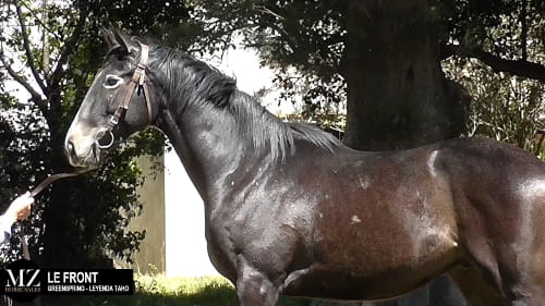 Lote LE FRONT (GREENSPRING - LEYENDA TAHO)