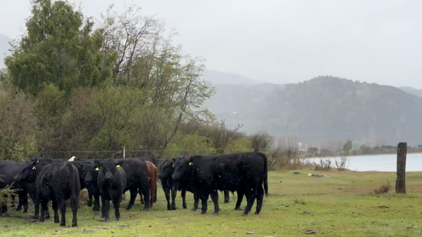Lote 15 Ternero en Río Ibáñez, XI Región Aysén